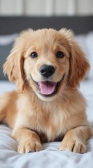 A joyful golden retriever puppy with fluffy fur and a happy expression lies on a bed, perfect for pet care promotions, advertising pet products, or social media posts about dogs,