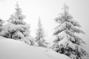 Obraz premium Snow-covered trees in a mountainous landscape, creating a picturesque winter scene.