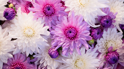 Aster September Birth Month Flower