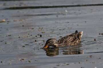 Wild ducks in a city pond