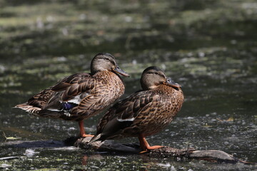 Wild ducks in a city pond