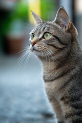 A close-up shot of a tabby cat with striking green eyes, capturing its attentive and curious expression outdoors.