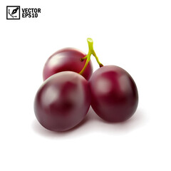 Realistic transparent isolated vector branch of red grapes lies on the surface