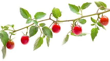 Obraz premium A branch of a tomato plant with five red tomatoes and green leaves isolated on white background.