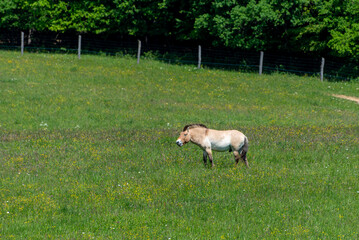 Equus ferus przewalskii, The wild horse in the forest of national park.