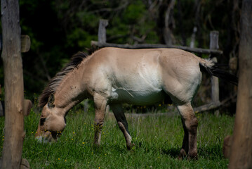 Equus ferus przewalskii, The wild horse in the forest of national park.
