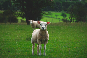 Fototapeta premium Sheep in field 