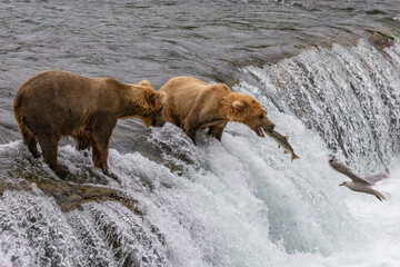 Katmai National Park - Bears and Salmon at Brooks Falls