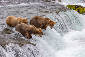 Katmai National Park - Bears and Salmon at Brooks Falls