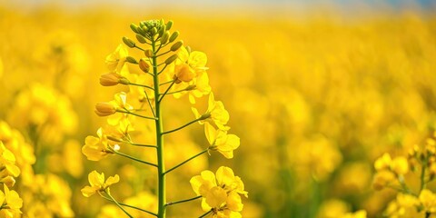 Obraz premium Close-up of a yellow rapeseed plant with blooming flowers and seeds in the background