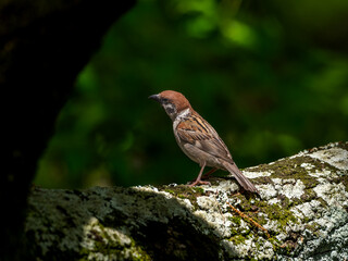木にとまるスズメ