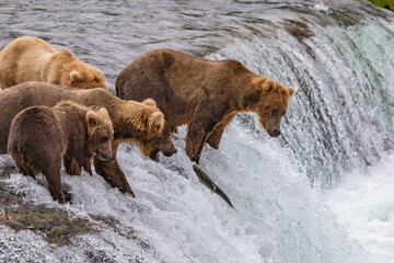 Katmai National Park - Bears and Salmon at Brooks Falls