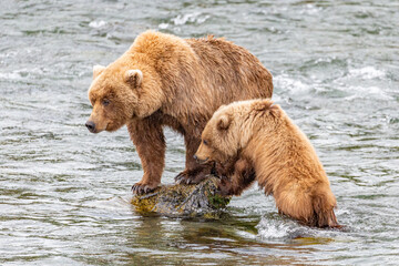 Obraz premium Katmai National Park - Bears and Salmon at Brooks Falls