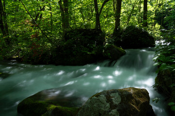 Fototapeta premium 涼しげな奥入瀬渓流_004