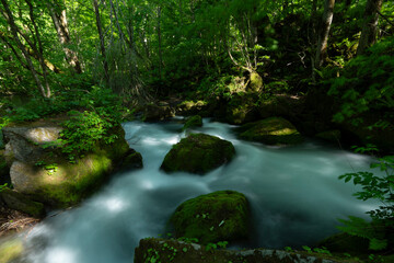 涼しげな奥入瀬渓流_009