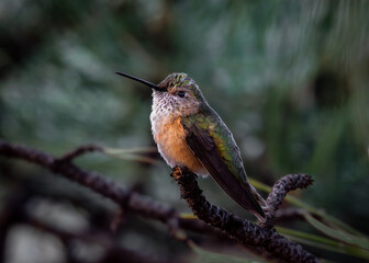 Female Broad-Tailed Hummingbird perched on a pine tree branch