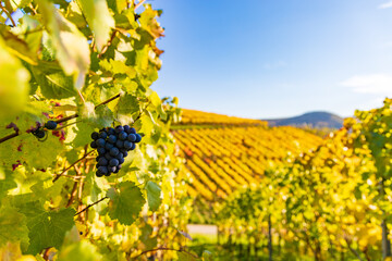 Weintrauben an einer Weinrebe kurz vor der Ernte im Herbst
