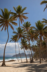 palm trees on the beach