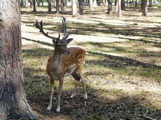 Sika deer in a pine forest.J