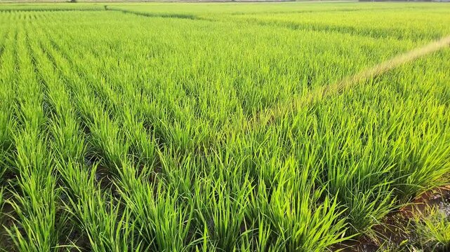 green rice field