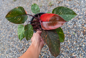 Closeup to big size of philodendron Orange princess in the pot  © rukawajung