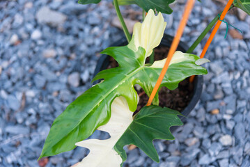 Philodendron golden dragon in the pot on wood plate