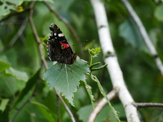 Vanessa atalanta on a birch leaf..