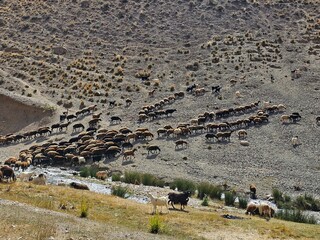 herd of sheep in the mountains