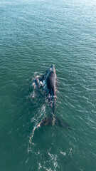 Aerial Views of Southern Right Whale Mother and Calf in Pristine Ocean Waters