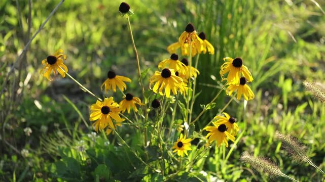 Black-eyed Susan Plant. Rudbeckia hirta - yellow flower plant. A field of yellow black-eyed susans blooming in the summer sun.