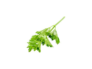 Fresh celery transparent png