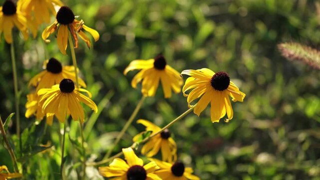 Black-eyed Susan Plant. Rudbeckia hirta - yellow flower plant. A field of yellow black-eyed susans blooming in the summer sun.