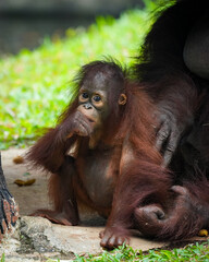 Borneo orangutan 