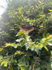 animals,animal,birds,bird,nature,yak,flowers,plant