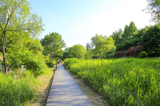 Daechi-dong, Gangnam-gu, Seoul, South Korea - May 26, 2022: Back view of a couple walking on wood deck trail with grass and willow trees besides Yangjaecheon Stream in summer