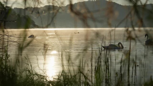 Bodensee