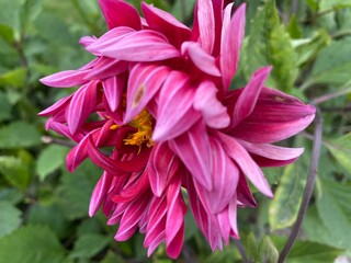 animals,animal,birds,bird,nature,yak,flowers,plant
