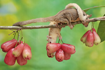 A pair of adult sugar gliders are eating ripe water apples on a tree. This mammal has the scientific name Petaurus breviceps.