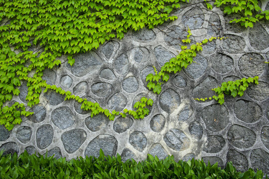 Front view of green ivy leaves on stonewall besides Seongbukcheon Stream at Anam-dong naer Seongbuk-gu, Seoul, South Korea
