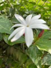 flowers,red,yellow,plants,moth