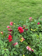 flowers,red,yellow,plants,moth