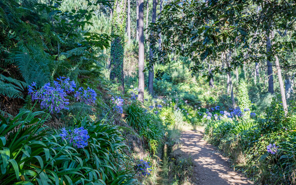 Flora and vegetation along the Levada Serra do Faial