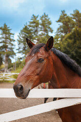 Obraz premium A horse in nature. Portrait of a horse, brown horse