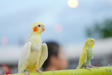Cockatiel ​​cute small bird standing on long bar.