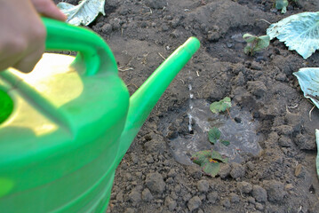 A young sprout planted in the ground is watered with water to prevent drought.
