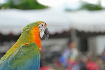 Catalina macaw ara parrot bird standing on long bar.