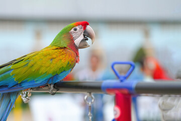 Harlequin Macaw  ara parrot bird standing on long bar.

