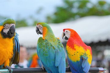 Catalina macaw ara parrot bird standing on long bar.
