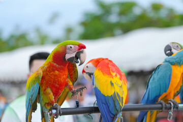 Harlequin Macaw  ara parrot bird standing on long bar.

