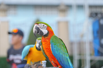 Catalina macaw ara parrot bird standing on long bar.
